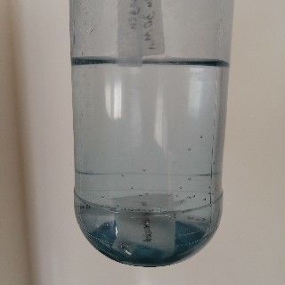 In einer Kunststoffflasche, die zu etwa einem Viertel mit klarem Wasser befüllt ist, liegen mehrere der Streifen des Blattes, die (ähnlich wie Hygienepapier) im Wasser aufgequollen sind. Einzelne hängen am Rand der Flasche.